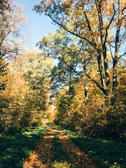 Autumn woods. Beautiful yellow and green trees and path way in fall leaves in sunny warm forest. Autumnal background. Oak and hornbeam golden trees. Hello fall. Tranquil moment