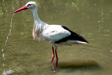 Close-up of White Stork in Burgenland, Austria