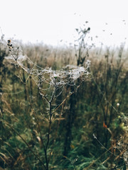 Wildflowers in cobweb with dew drops in cold autumn morning in foggy meadow. Tranquil moment. Hello fall. Autumn background. Atmospheric morning