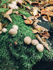 Stump puffball, little mushrooms in stump in green moss and fall leaves in autumn woods. Lycoperdon pyriforme. Fungi