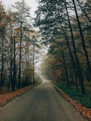 Obraz premium Road in autumn woods with fall leaves in foggy cold morning. Mist in autumn forest with yellow leaves. Tranquil moment. Atmospheric morning. Hello fall