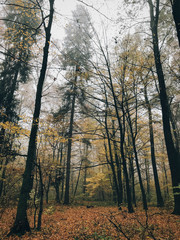 Obraz premium Autumn foggy woods with fall leaves in cold morning. Mist in autumn forest with yellow leaves. Tranquil moment. Atmospheric morning. Hello fall