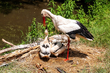 Close-up of white stork with babies in Burgenland, Austria