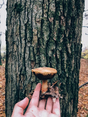 Hand holding edible mushroom in autumn woods. Picking mushrooms in forest. Xerocomus in hand on background of tree in foggy woods.