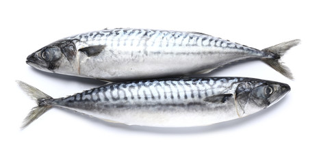 Raw mackerel fish on white background