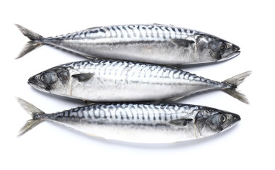 Raw mackerel fish on white background