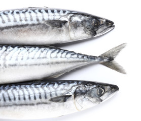 Raw mackerel fish on white background