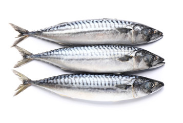 Raw mackerel fish on white background