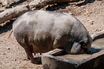 Very lazy, cute and beautiful pot-bellied pig