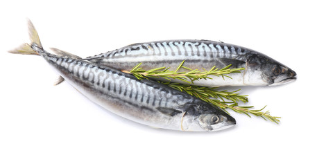 Raw mackerel fish with rosemary on white background