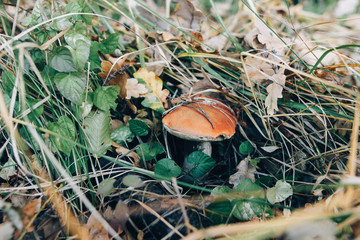 Big leccinum aurantiacum mushroom in autumn leaves and grass in  sunny woods. Picking mushrooms in forest. Leccinum with fall leaves. Copy space. Mushroom hunting