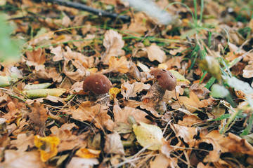 Leccinum aurantiacum mushrooms in autumn leaves and grass in  sunny woods. Picking mushrooms in forest. Leccinum with fall leaves. Copy space. Mushroom hunting