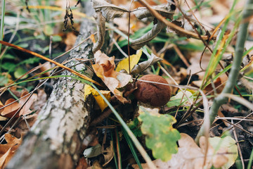 Leccinum aurantiacum mushrooms in autumn leaves and grass in  sunny woods. Picking mushrooms in forest. Leccinum with fall leaves. Copy space. Mushroom hunting