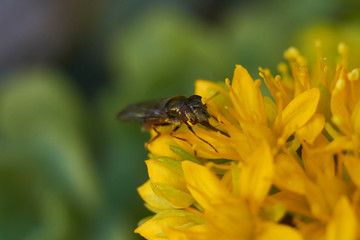 insect in nature