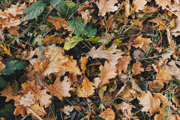 Autumn leaves. Beautiful fall yellow and brown leaves on ground in forest, top view. Autumnal background. Oak and maple leaf