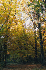 Autumn woods. Beautiful yellow and green trees in sunny warm forest. Autumnal background. Oak and hornbeam golden trees. Hello fall. Tranquil moment