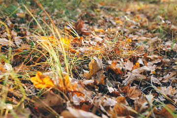 Autumn. Beautiful fall yellow and brown leaves with acorns in grass on ground in sunny warm forest. Autumnal background. Oak tree leaf. Hello autumn