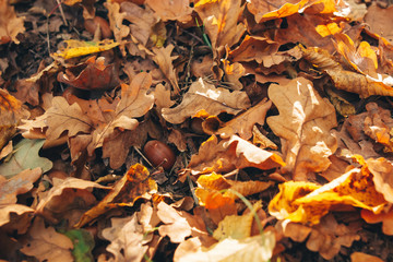 Autumn. Beautiful fall yellow and brown leaves with acorns in grass on ground in sunny warm forest. Autumnal background. Oak tree leaf. Hello autumn