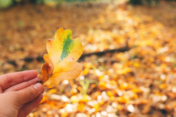 Hello autumn. Hand holding beautiful yellow and green oak leaf in sunlight on background of sunny warm forest and fall leaves. Autumn woods. Autumnal background.