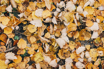 Autumn leaves. Beautiful fall yellow leaves  on ground in forest, top view. Autumnal background. Populus tremula leaf