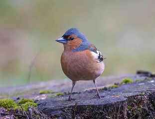.Common chaffinch (Fringilla coelebs), male.