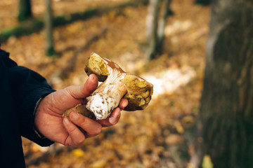 Hands holding boletus edulis mushroom and cleaning it in autumn woods. Picking mushrooms in forest. Cutting Porcini with knife on background of sunny woods and fall leaves.