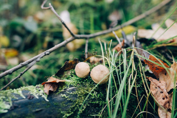 Stump puffball, little mushrooms in stump in green moss and grass in autumn woods. Lycoperdon pyriforme. Fungi