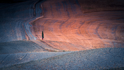 Wonderful Tuscany sunrise with red and blue fields, isolated cypress tree and curved road. Travel and holiday destinations