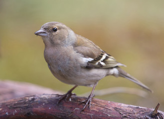.Common chaffinch (Fringilla coelebs), female