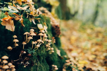 Mushrooms on stump with green moss and autumn leaves in sunny woods. Mushroom hunting in autumn forest. Hypholoma fasciculare. Gilled fungi