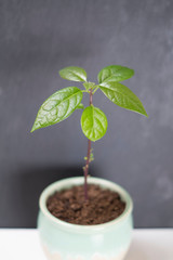 A young fresh avocado sprout with leaves grows from a seed in a pot.