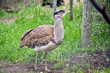the Australian bustard is walking
