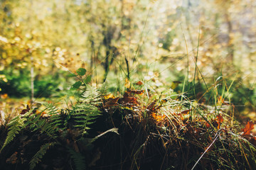 Autumn. Beautiful fern branches and brown fall leaves in grass in light in sunny warm forest. Autumnal background.  Hello autumn