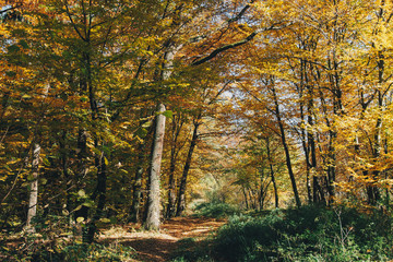 Autumn woods. Beautiful golden trees and path way in fall leaves in sunny warm forest. Oak and hornbeam yellow and green trees. Hello fall. Tranquil moment. Autumnal background.