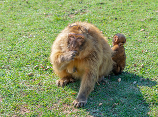 Gibraltar monkey with his son