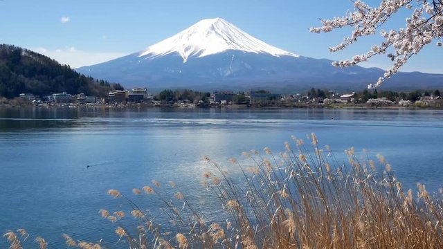 Natural landscape view of Fuji Volcanic Mountain with the lake Kawaguchi in foreground with sakura-cherry bloosom flower tree and grass flower and wind blowing