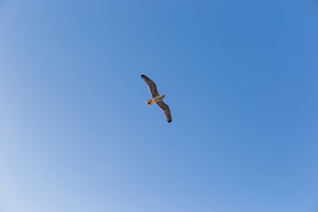 Seagull on a background of blue sky