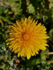 dandelion in grass