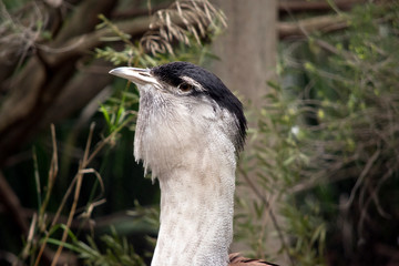 this is a close up of an Australian bustard