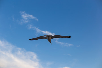 Fototapeta na wymiar Seagull on a background of blue sky