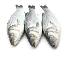 Fresh seabass fish on white background