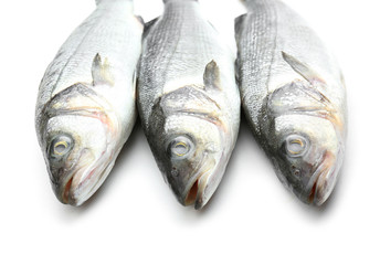 Fresh seabass fish on white background