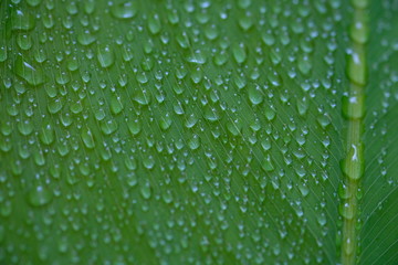 Green leaf with drops of water - Image