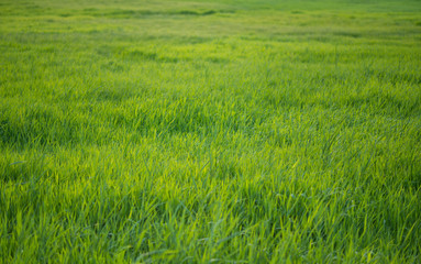 Obraz na płótnie Canvas Grüne Wiese, grünes Gras, ohne Himmel, geringe Schärfentiefe, selektive Schärfe