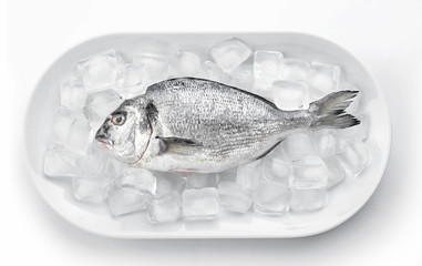 Plate with fresh dorado fish and ice on white background