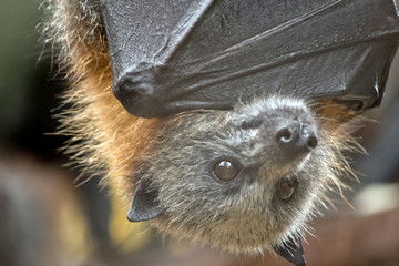 this is a close up of a fruit bat