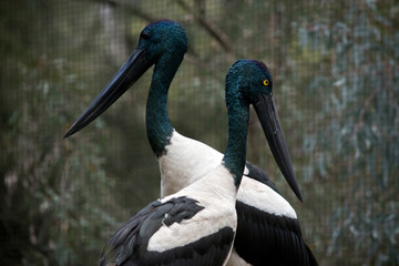 the male and female blacked necked storks have different colored eyes