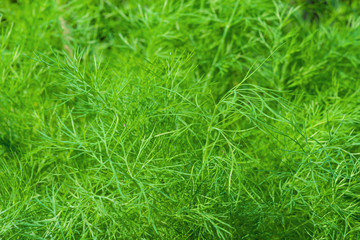Natural green background of fresh food plant dill close up