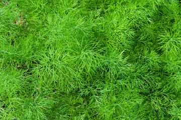 Natural green background of fresh food plant dill close up