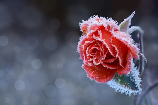 Frozen Rose Images – Browse 33,433 Stock Photos, Vectors, and Video | Adobe  Stock